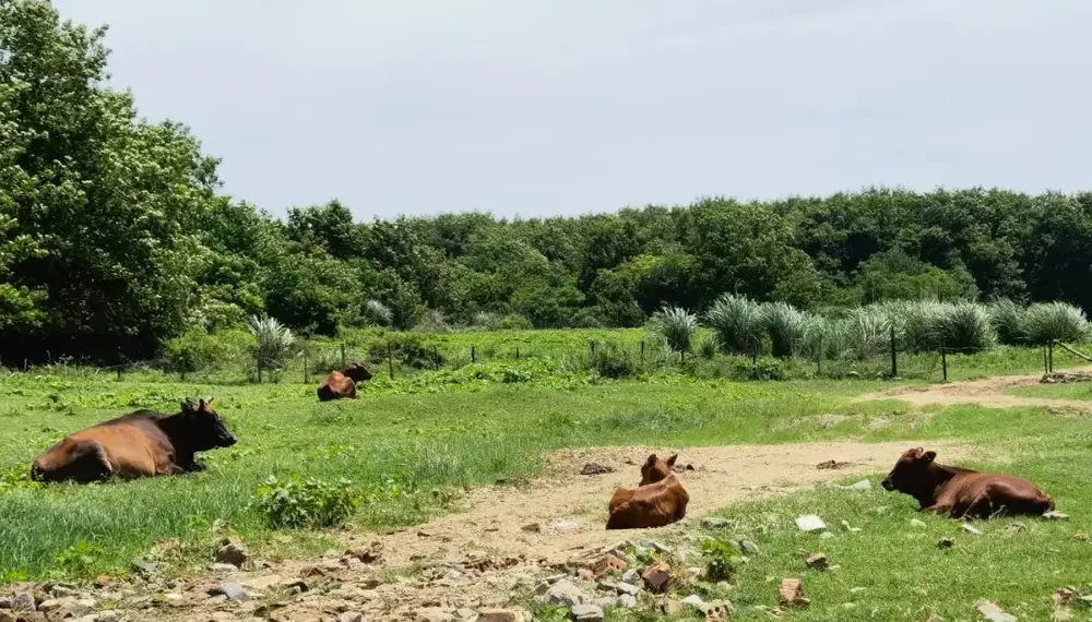 深度复盘法_深度复盘法是什么意思_